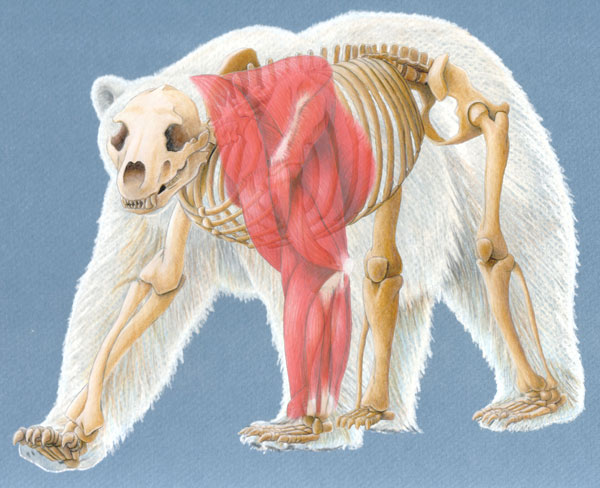 Polar Bear Anatomical Composite