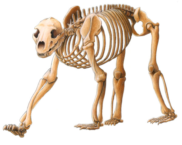 Polar Bear Skeleton