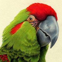 Red-Fronted Macaw