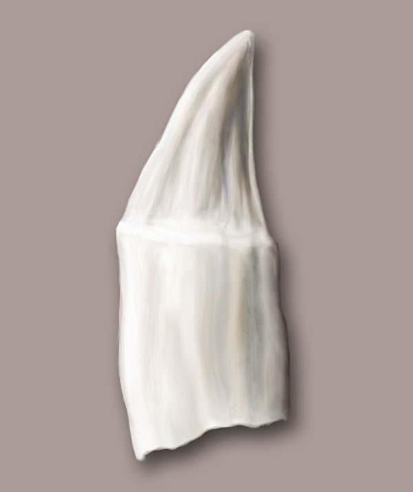 Seal Tooth