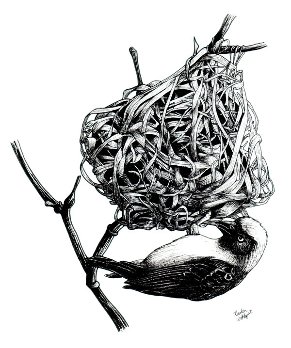 Southern Masked Weaver