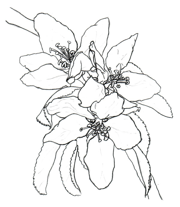 Apple Blossom Sketch